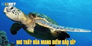 mo-thay-rua-kubet